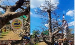 Các làng giàu có trồng mai vàng ở TP Hồ Chí Minh, xuất hiện các cây mai cổ thụ giá tiền tỷ 