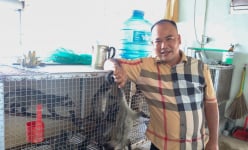 Lội ao bắt cá rô phi lên cho con động vật hoang dã này ăn, nông dân Sóc Trăng bán cao nhất 10 triệu/cặp giống