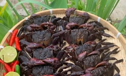Con đặc sản này ở rừng Cà Mau là động vật hoang dã, con đực to hơn con cái, con cái ngon hơn con đực