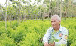 Tỷ phú Đồng Nai là một ông nông dân trồng loại rau ăn ngọt như mì chính, xen canh rừng gỗ quý hiếm