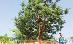 Vô vườn nhà một ông nông dân An Giang có thú chơi toàn cây mai vàng cổ thụ tiền tỷ, cả làng phục lăn