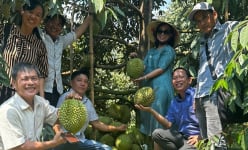 Trồng sầu riêng xuất khẩu kiểu gì mà một HTX ở Tây Ninh doanh thu 132 tỷ/năm, nhà nào cũng giàu?