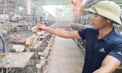Đây là con vật nuôi chỉ ngồi trong lồng ăn rồi đẻ, anh nông dân Bắc Giang nuôi kiểu gì mà lãi 1,2 tỷ/năm?