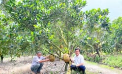 Tỷ phú Vĩnh Long, ở câu lạc bộ này có 2 nông dân tỷ phú đều là người trồng cây ra quả đặc sản