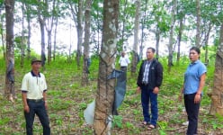 Tỷ phú Gia Lai là một nông dân trồng 4 loại cây chủ lực trên diện tích 10ha, lãi 1,6 tỷ/năm, xây nhà khang trang