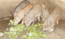 Một loài heo đặc sản mang tên lạ, nuôi thành công ở Quảng Trị đang được săn lùng mua về ăn tết