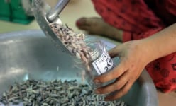 Đặc sản Bà Rịa-Vũng Tàu, loại cây cổ thụ trên hòn đảo này rụng một loại hạt, dân nhặt làm kiểu gì mà ngon?