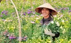 Giữa Hải Dương có cánh đồng hoa của vợ chồng bà nông dân, vừa đẹp như cổ tích còn mang về tiền tỷ
