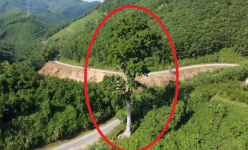 Cây cổ thụ 'Thần rừng' nghìn năm tuổi còn sót lại ở khu rừng Thanh Hóa, cao 50m, ngẩng lên muốn ngợp