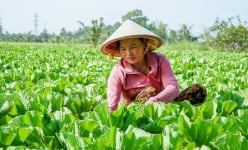 Trồng loài rau có cái tên nghe buồn cười nhưng cực tốt cho sức khỏe, nông dân một xã ở Cà Mau giàu to