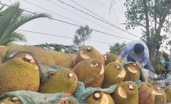 Nông dân một xã ở Kiên Giang trồng giống mít gì mà trái to bự, hễ bán 1 quả có ngày 1 triệu?