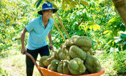 Trung Quốc vẫn mua 'loại quả tỷ USD' nhiều nhất từ Việt Nam, xuất khẩu rau quả năm 2025 có đạt 8 tỷ USD?