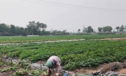 Một xã của tỉnh Thái Bình, mỗi năm trồng 4 - 5 vụ rau, dưa mà nhà nào cũng có thu nhập khá