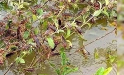 Loài đặc sản hoang dã này trời lụt đeo bám cành cây, đem về vùi tro bếp, cắn một tí thôi ngon hơn thịt cá