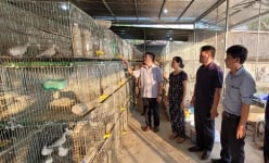 Con vật trắng tựa màu tuyết rơi nuôi như gà, đẻ cản chả kịp, dân xã này ở Bắc Giang bán làm đặc sản
