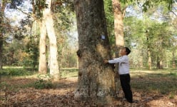 Đây là khu rừng la liệt cây cổ thụ nổi tiếng nhất đất Đồng Nai, cây nào cũng đánh số trên thân
