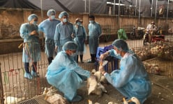 Bộ NNPTNT trình Chính phủ dự thảo Nghị định mới: Đột phá về chính sách hỗ trợ phòng, chống dịch bệnh động vật