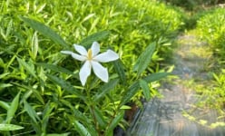 Giấc mơ biến cây dành dành thành dược liệu quý giúp người Việt cải thiện sức khỏe của chàng trai Hải Phòng