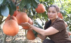 Bưởi tiến vua ở Thanh Hóa dân trồng kiểu gì mà bán 500.000 đồng/cặp, người ta vẫn hỏi có còn không?