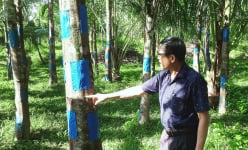 Một nông dân ở Quảng Nam trồng la liệt cây gió bầu tạo trầm hương, trồng 1.000 cây dừa xiêm, cơ ngơi tiền tỷ