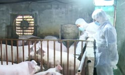 Giá lợn hơi tăng 'nóng', nông dân ở Thái Bình bảo nhau, nhà nào có một đàn lợn trong nhà là Tết ấm
