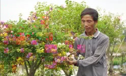 Cả làng trồng cảnh ở Đồng Tháp khắp nơi tràn ngập màu sắc, dân chơi năm nay ưa chậu cây ra hoa 5 màu