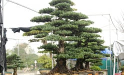 Chiêm ngưỡng vườn tùng la hán tiền tỷ ở Hà Tĩnh