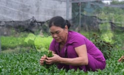 Nông dân ở nơi này của Thái Bình trồng rau gì, đi qua rồi vẫn còn thơm, nhà nào cũng khá giả?
