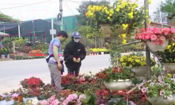 Cả làng trồng la liệt cây cảnh đang hot ở Nghệ An, người mua kẻ bán tấp nập, đường hoa đẹp như phim