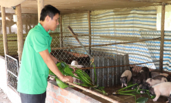 Heo hương-lợn hương là giống lợn gì mà nông dân Tây Ninh nuôi thành công, còn làm cả du lịch sinh thái?
