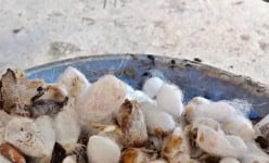 Con vật này tự dưng 'lười nhác', chả chịu 'làm tổ' khiến dân một nơi ở Lâm Đồng 'lo ngay ngáy'