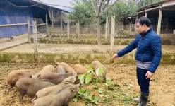 Bỏ phố 'về rừng', trai Hòa Bình nuôi con đặc sản xưa là động vật hoang dã, đếm vội chả xuể, giàu hẳn lên