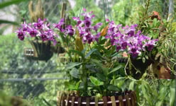 Ai ngờ đất Cà Mau lại trồng được thứ 'hoa quý tộc' đẹp phát hờn, bán 1 triệu/chậu vẫn có người 'khuân' đi
