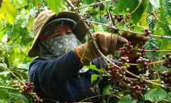 Hồ sơ một đằng, khai một nẻo, doanh nghiệp xuất khẩu cà phê, nước mắm truyền thống, hạt điều bị EU cảnh báo