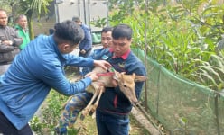 Dân một xã nghèo ở Phú Thọ được hỗ trợ con vật nuôi này vốn là động vật hoang dã, nhà nào cũng mừng