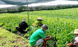 Hơn 4.000 lao động nông thôn ở các quận, huyện được đào tạo nghề, đảm bảo có thu nhập ổn định