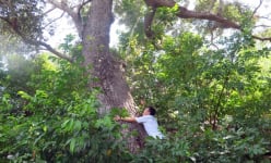 Loài cây cổ thụ có trong Sách Đỏ, cứng như sắt, quý hơn vàng, hiếm bậc nhất thế giới, chỉ Việt Nam có