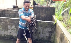Đem con động vật hoang dã nuôi dày đặc dưới bể xi măng, vốc lên một đống, ông nông dân Hậu Giang bán hút hàng