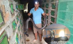 Nuôi thành công con động vật kịch độc, anh nông dân Sóc Trăng móc ra con to dài thế này, thu tiền tỷ