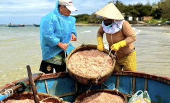 Con vật bé như đầu que nhang xuất hiện dày đặc ngoài biển, dân Quảng Ngãi vớt hàng tấn, kiếm bộn tiền