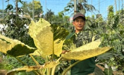 Một loại cây đột biến có nguồn gốc Nam Mỹ dễ trồng, dáng đẹp, nhà vườn Lâm Đồng bán cả lá lẫn cây