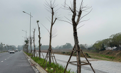 Vụ loạt cây xanh trơ trụi, thiếu sức sống có dấu hiệu chết khô trên tuyến đường 700 tỷ: Lộ diện nhà thầu thực hiện