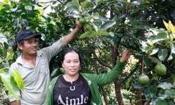 Tỷ phú Kon Tum, có 3 ông nông dân trồng cây đặc sản, trồng cà phê, nuôi heo, nuôi cá mà lời tiền tỷ