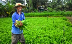 Loại rau gia vị bình dân này hễ rưới tí nước là tốt cản chả kịp, trồng ở Sóc Trăng, bán như tôm tươi