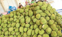 Loại quả ngon từ cây đặc sản này ở miền Tây đột ngột giảm giá bán, thương lái nói câu nghe bất ngờ