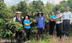Từ 9ha đất sỏi đá, một cặp vợ chồng Đắk Lắk thử nghiệm 2 loại cây, ai ngờ trái ra quá trời, thu tiền tỷ