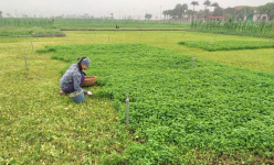 Bất ngờ, một loại cây mọc dại nay là đặc sản OCOP, cắt bán nông dân Ninh Bình hốt bạc