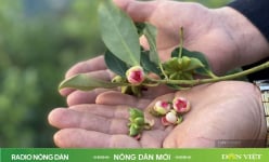  Lửa ấm miền phên giậu: Sự tích 'Quẩy ăn lá hồi' (Kỳ 1)
