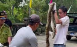 Liên tiếp bắt được loài động vật hoang dã to dài này, người dân Huế  đem nộp cho kiểm lâm