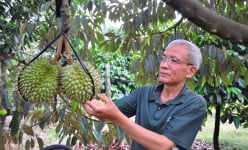 Tỷ phú Lâm Đồng, 'xứ sở trồng cây tiền tỷ' nông dân giàu có chịu chơi, còn một cây cổ thụ hơn 100 tuổi
